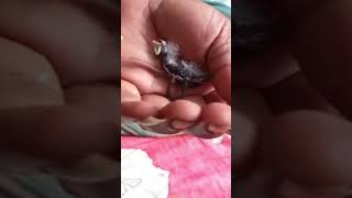 Hand Feeding 0 Day Cut throat finch baby finchs birds birdslover cutthroatfinch babybird [upl. by Dunning323]