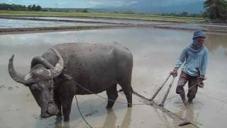 plowing rice fields with carabao [upl. by Adlesirhc413]