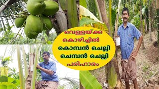 തേങ്ങിൻ്റെ കീടശല്യം അകറ്റാൻ Komban Chelli Chemban Chelli Thengu Krishi Coconut Farming Malayalam [upl. by Costin373]