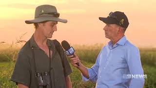 Australasian Bittern quotBunyip birdquot conservation [upl. by Okihcim]