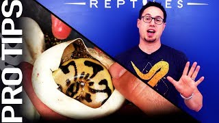 Should you cut your Ball Python eggs Pros amp Cons [upl. by Adnylam20]