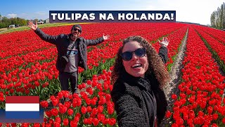 CAMPOS DE TULIPAS NA HOLANDA UM PARAÍSO de flores de graça  PAÍSES BAIXOS [upl. by Llednyl]