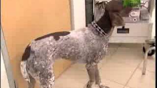 Breed All About It  German Shorthaired Pointer [upl. by Narik]