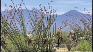 Ocotillos and Brittlebush THE SONORAN DESERT HAS COME ALIVE WITH COLOR 🏜️ [upl. by Gautier]