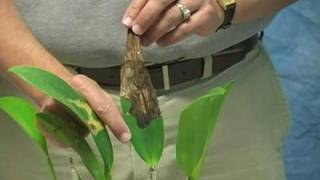 Removing a Damaged Orchid Leaf [upl. by Vivyan]