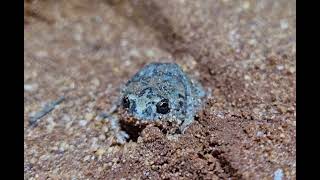 Tanami Toadlets call recorded for the first time in Central Australia [upl. by Autrey941]