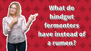 What do hindgut fermenters have instead of a rumen [upl. by Aelahc140]