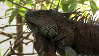 AGUAS TRANQUILAS  Documental Naturaleza HD 1080p  Grandes Documentales [upl. by Evie]