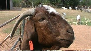 Boer Goat Farm in North East Thailand [upl. by Bowden]