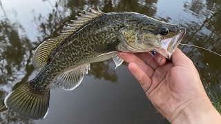 River Murray Cod and Yellowbelly [upl. by Lethia868]