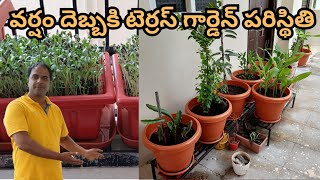 Terrace Garden Update Rain Affects Leafy Greens Flowers Fruits Bloom  Harish Vlogs [upl. by Rider]