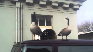 Geese honking on my van [upl. by Banebrudge]