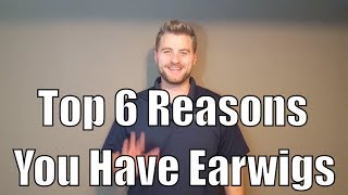 Top 6 reasons you have earwigs [upl. by Orbadiah]