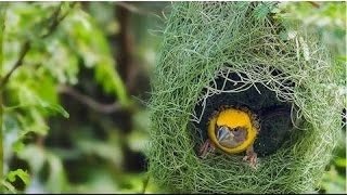 Discovery Channel  Hayvanların Mühendislik Harikaları Türkce Belgesel [upl. by Baxy]