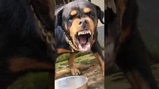 aggressive Dog barking training viral rottweiler angry dog angrypuppy cutepet cat dogsound [upl. by Oker]