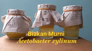 cara membuat biakan murni Acetobacter xylinum [upl. by Cindi]