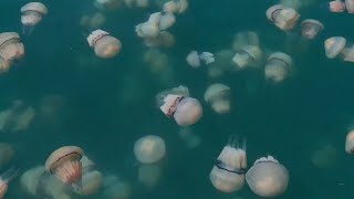 Giant swarm of jellyfish invades Italian port [upl. by Grubman]