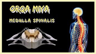 Orqa miya  Medulla spinalis  Anatomiya  Fiziologiya [upl. by Sandy]