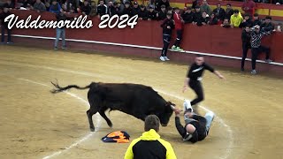 Valdemorillo 2024 Encierro y Capea con Toros Bravos de Ganadería Nuñez del Cubillo [upl. by Ahsemad]