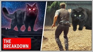 How OwlKitty the Cat Became a Hollywood Star  The Breakdown Ep 1 [upl. by Sloatman]