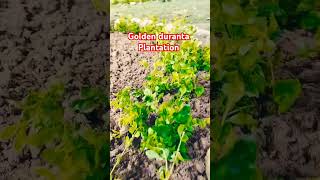 How to plant Golden Duranta in your gardengardening golden duranta plantation growinggoldendurana [upl. by Karel466]