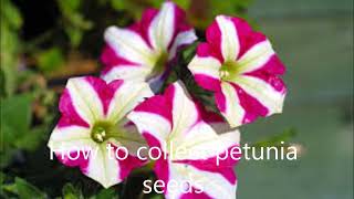 how to collect seeds from petunia [upl. by Ettenahs678]