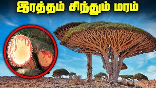 இரத்தம் சிந்தும் மரங்கள்  Rare Places on Earth Compilation [upl. by Naitsirt809]