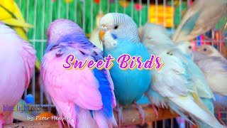 SWEET BIRDS  Blue Light Orchestra  Spring Awakening [upl. by Jesh390]