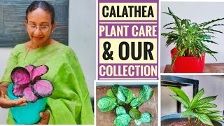 CALATHEA PLANT CARE amp OUR COLLECTION INDOOR PLANTSCALATHEA amp ITS COMPLETE CAREMALAYALAMmaranta [upl. by Hpesojnhoj]