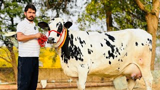 Biggest udder HF cows available at Gurwinder Dairy Farm  King of Punjab 👑 [upl. by Princess50]