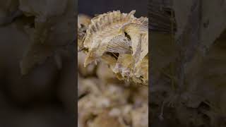 Stockfish is an important food from Norway to Nigeria Here’s why fish food norway nigeria [upl. by Campman975]