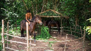 Take Care Of A Horse and Feed A Horse under roof thatched hut [upl. by Annehcu210]