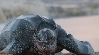 Amazing Facts About Leatherback Sea Turtles [upl. by Holms]