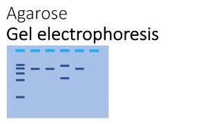 Agarose Gel Electrophoresis [upl. by Soma495]