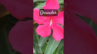 Beautiful oleander varieties floweringshrub oleander neriumoleander [upl. by Thunell]