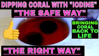 Iodine Coral Dip  How To Heal Coral  Using Iodine Safely [upl. by Adria]