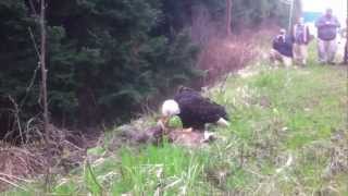 Eagle kills and devours huge deer [upl. by Baylor14]