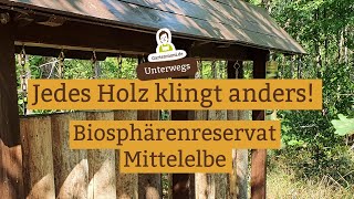 Wie klingt eine Eiche Jede Holzart klingt anders Klangspiel im Biosphärenreservat Mittelelbe [upl. by Mcwherter]