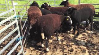 Shearing Ewe Lambs 2016 Zwartbles Ireland [upl. by Id331]