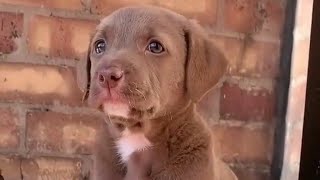 puppy 🐶  puppies crying 😢  puppies lover 🐕  puppies sound puppy dog dogshow shorts youtube [upl. by Anida]