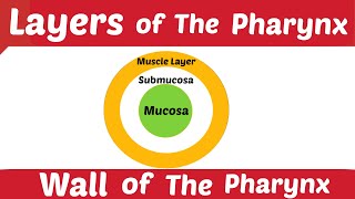 Layers of The Pharynx  Wall of The Pharynx  Respiratory System  Pt13  Medical Discovery [upl. by Eisse]