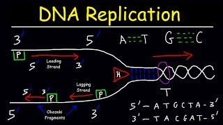 DNA Replication  Leading Strand vs Lagging Strand amp Okazaki Fragments [upl. by Garald]