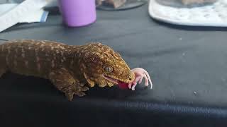 leachie gecko eating pinky mouse [upl. by Bellamy]