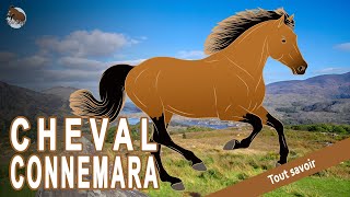 Un petit cheval idéal autant pour le loisir que pour le sport  Connemara  Races de chevaux [upl. by Nedearb700]