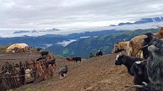 Nepali Sheep Shepherd Life  Shepherd family Kitchen  Himalayan Sheep Shepherd Lifestyle [upl. by Solhcin568]