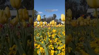 Floriade 2024 exceeded expectations amp was worth the day trip ☺️ tulips australia spring [upl. by Ramad]