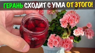 Герань с Роду Так Не Цвела Бабушкин Рецепт Подкормки для Пышного Цветения Всех Цветов [upl. by Sofia]