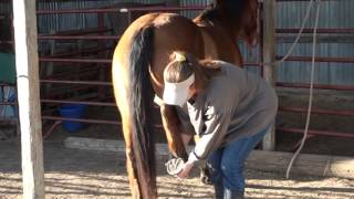 Horse Hind Leg Handling Safety  Equine Bodywork Tips [upl. by Namara]