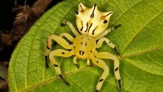 A Bizarra Aranha Flor crabSpider Epicadus heterogaster Thomisidae [upl. by Ojytteb]