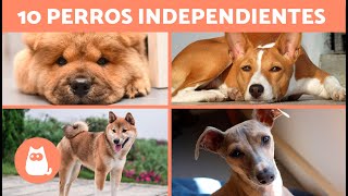 10 RAZAS de PERROS que pueden ESTAR SOLOS en casa 🐶 [upl. by Bartholomeo]